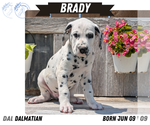 Small Photo #68 Dalmatian Puppy For Sale in GOSHEN, IN, USA