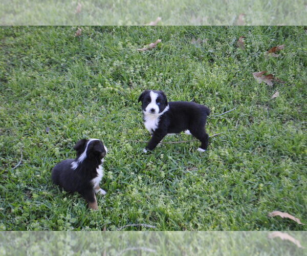 Medium Photo #21 Miniature Australian Shepherd Puppy For Sale in SWAN, TX, USA