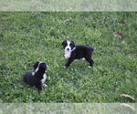 Small #20 Miniature Australian Shepherd