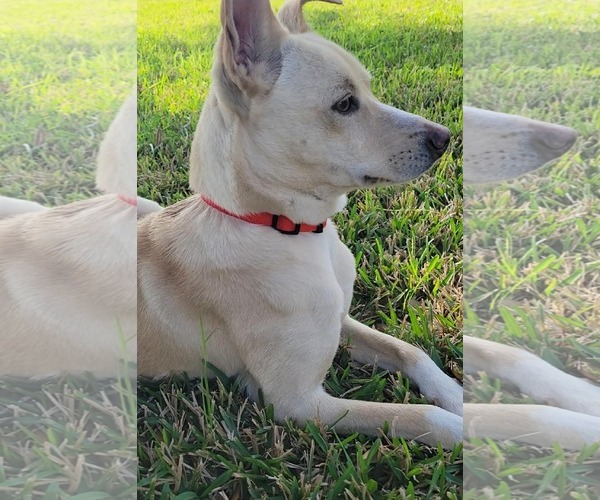 Medium Photo #5 Mutt Puppy For Sale in Rosenberg, TX, USA