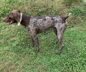 Father of the German Shorthaired Pointer puppies born on 02/02/2023