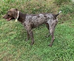 Small Photo #1 German Shorthaired Pointer Puppy For Sale in ONEIDA, TN, USA