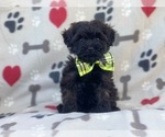 Small Photo #1 Poodle (Miniature)-Shorkie Tzu Mix Puppy For Sale in LAKELAND, FL, USA