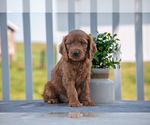 Puppy Ranger Cavapoo