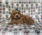 Small #3 Cavapoo