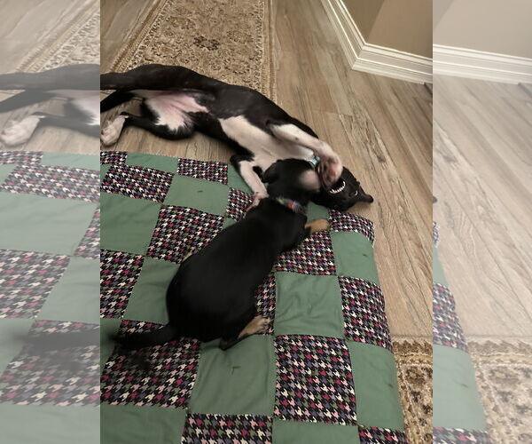 Medium Photo #4 Border Collie-Unknown Mix Puppy For Sale in Harrisburg, PA, USA