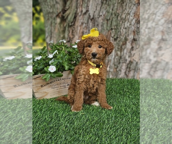 Medium Photo #6 Goldendoodle-Poodle (Miniature) Mix Puppy For Sale in INDIANAPOLIS, IN, USA