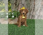 Small #5 Goldendoodle-Poodle (Miniature) Mix