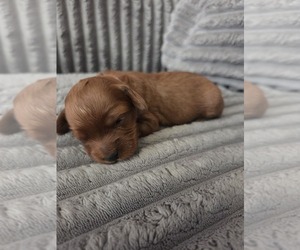 Medium Golden Retriever-Poodle (Toy) Mix