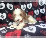Small #1 Cavapoo