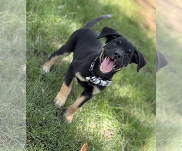 Medium Photo #2 Labrottie Puppy For Sale in Phoenix, AZ, USA