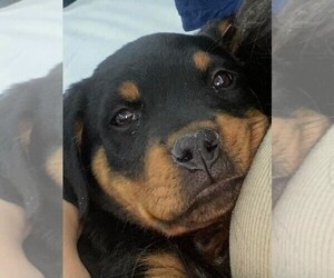 Rottweiler Puppy for sale in ALBUQUERQUE, NM, USA