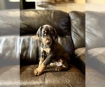 Puppy Puppy 1 Ember Doberman Pinscher