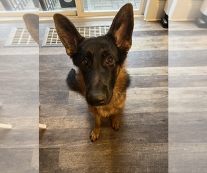 German Shepherd Dog Puppy for sale in CANANDAIGUA, NY, USA
