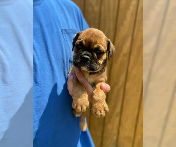 Medium Photo #5 English Bulldog Puppy For Sale in SPENCER, TN, USA