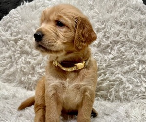 Golden Retriever Puppy for sale in WASHINGTON, IA, USA