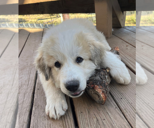 Great Pyrenees Puppy for sale in MONTROSE, CO, USA