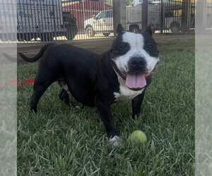 Mutt Dogs for adoption in Riverside, CA, USA