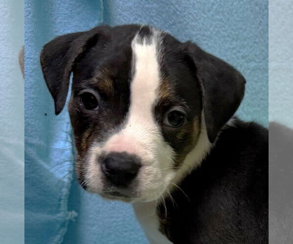 Medium Photo #1 Mutt Puppy For Sale in Jefferson, WI, USA