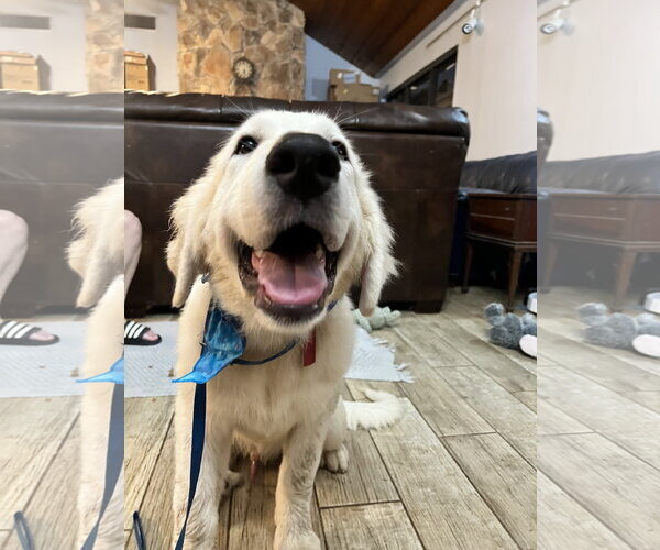 Medium Photo #14 Great Pyrenees Puppy For Sale in Spring, TX, USA