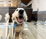 Small #13 Great Pyrenees
