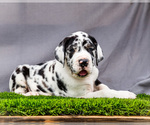 Small Photo #9 Great Dane Puppy For Sale in WAKARUSA, IN, USA