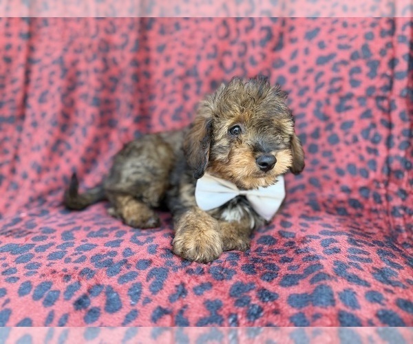 Medium Photo #8 Aussiedoodle Miniature  Puppy For Sale in LAKELAND, FL, USA