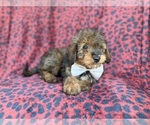 Small #7 Aussiedoodle Miniature 