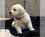 Small #10 English Cream Golden Retriever