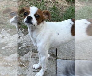 Chihuahua-Unknown Mix Dogs for adoption in Mount Pleasant, SC, USA