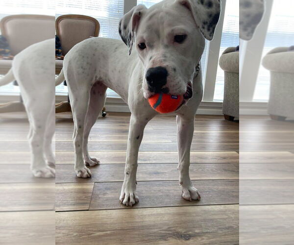 Medium Photo #2 American Bulldog Puppy For Sale in Raleigh, NC, USA