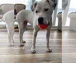 Small #1 American Bulldog