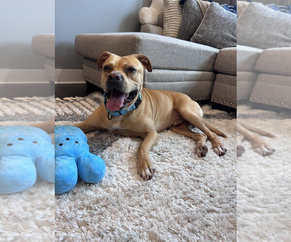Medium Photo #3 Mutt Puppy For Sale in Mooresville, NC, USA