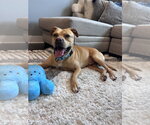 Small #2 Mutt