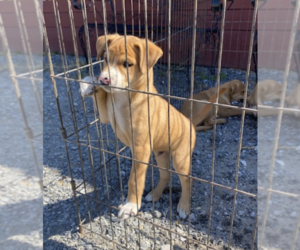 Labrador Retriever-Unknown Mix Dogs for adoption in Unionville, PA, USA