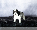 Small Photo #7 Cocker Spaniel Puppy For Sale in MILLERSBURG, IN, USA