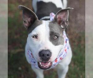 American Staffordshire Terrier-Unknown Mix Dogs for adoption in San Antonio, TX, USA