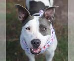 Small American Staffordshire Terrier Mix