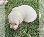 Puppy Lime Green Labrador Retriever