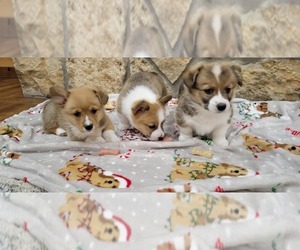 Pembroke Welsh Corgi Litter for sale in AMERICUS, KS, USA