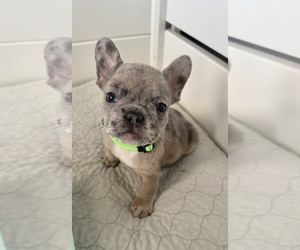 French Bulldog Puppy for sale in PHOENIX, AZ, USA