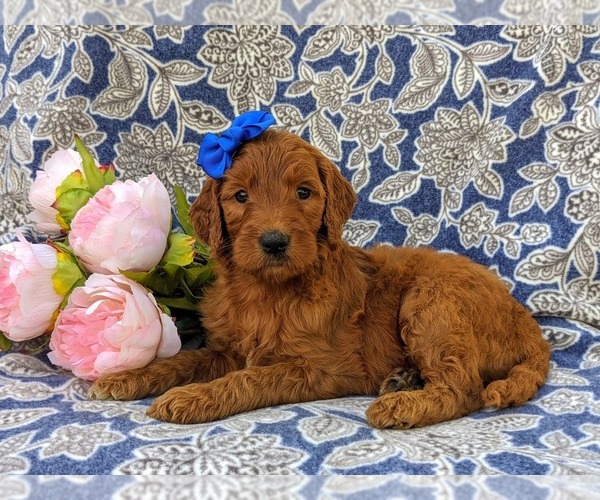 Medium Photo #4 Goldendoodle Puppy For Sale in CHRISTIANA, PA, USA