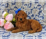 Small Photo #4 Goldendoodle Puppy For Sale in CHRISTIANA, PA, USA