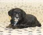 Small #1 Miniature Bernedoodle