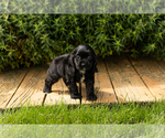 Small #2 Cocker Spaniel