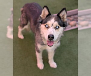 Gerberian Shepsky Dogs for adoption in Sacramento, CA, USA