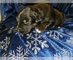 Puppy Donner Australian Shepherd