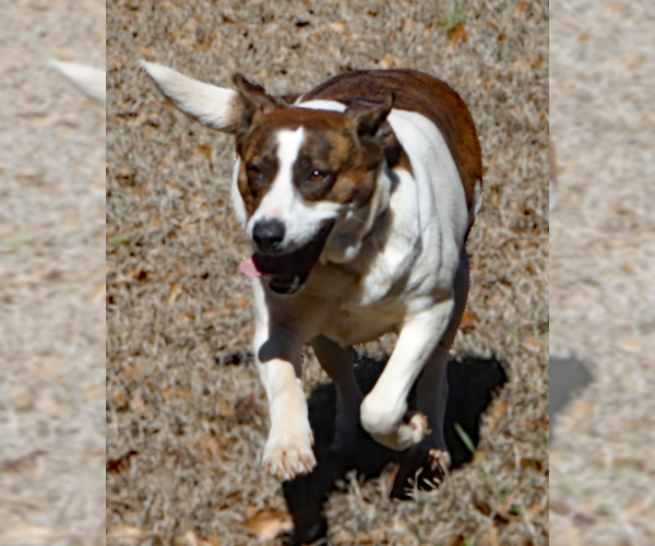 Medium Photo #7 Labrador Retriever-Unknown Mix Puppy For Sale in Decatur, GA, USA
