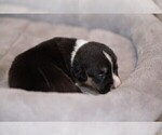 Small Photo #2 Welsh Cardigan Corgi Puppy For Sale in SUN PRAIRIE, WI, USA