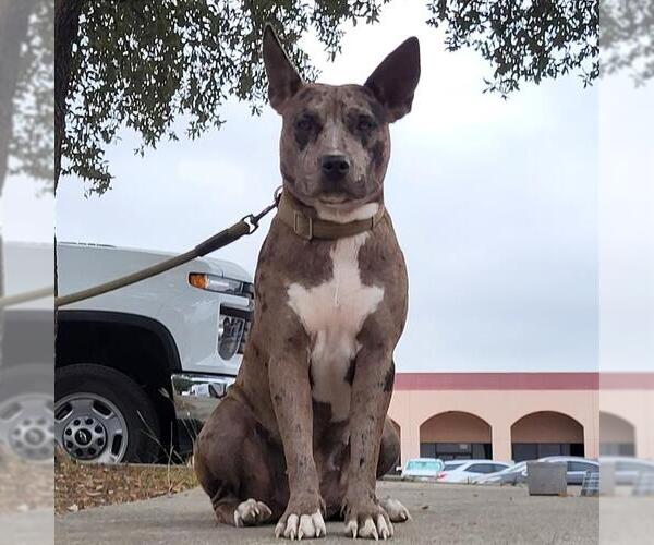 Medium Photo #1 Catahoula Leopard Dog-Unknown Mix Puppy For Sale in San Antonio, TX, USA